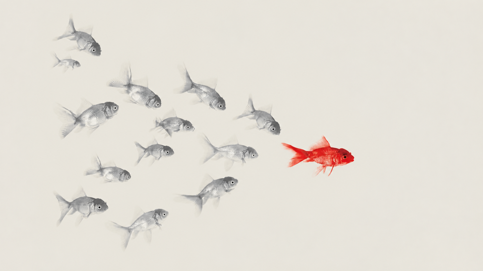 Un banco di pesci grigi e un pesce rosso.